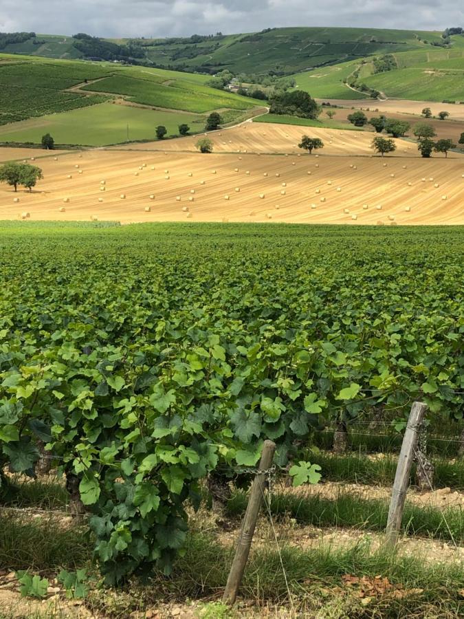 Sancerre Sunflower - Tournesol De Sancerre Exterior foto